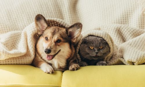 Pets